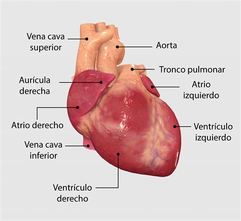 Anatomia Del Corazon Pdf Corazon Ventriculo Corazon Images