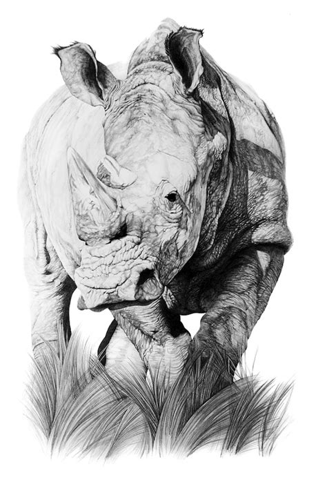 ‘white Rhino Bird Drawings Love