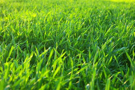 What Is Liquid Lawn Aeration? And Is It Effective? - LawnStar