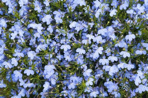 Blue Lobelia Flower Lobelia Flowers Shade Flowers Light Blue Flowers