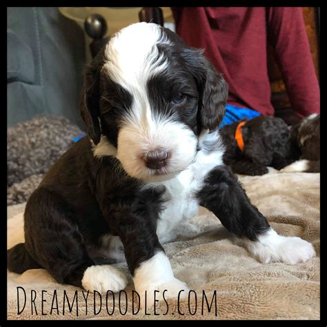 Pyrantel pamoate (embonate) given orally is effective for removal and control of ascarid and hookworm infections in puppies and dogs (adult toxocara canis, toxascaris leonina, ancylostoma tubaeforme. Deworming Multiple Dogs & Puppies with the 50 mg/mL ...
