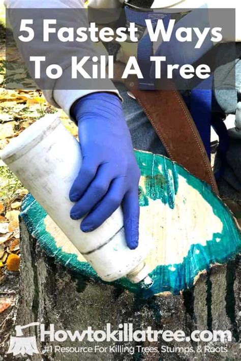 Ruslandesigner Best Way To Cut Down A Cedar Tree