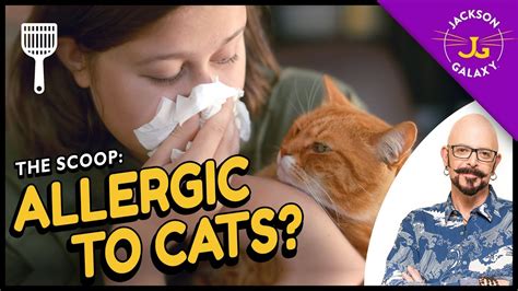 All You Need To Know About Cat Allergies And What You Can Do About Them