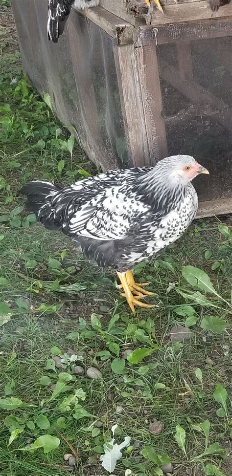 Silver Laced Wyandotte Backyard Chickens Learn How To Raise Chickens