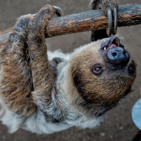 Linnes Two Toed Sloth Denver Zoo