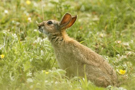 Summer Rabbits Wildlife And Nature Photography