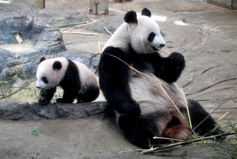 Thailand S Giant Panda Dies Aged 19