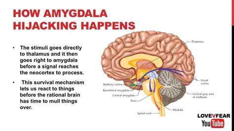 Amygdala Hijacking And Mindfulness Youtube Student Stress Amygdala