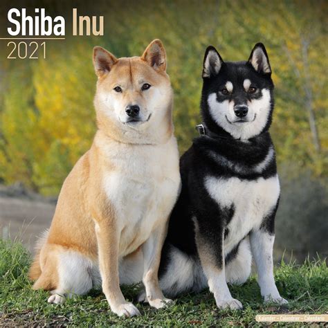 Shiba Inu Calendar Dog Breed Calendars Pet Prints Inc