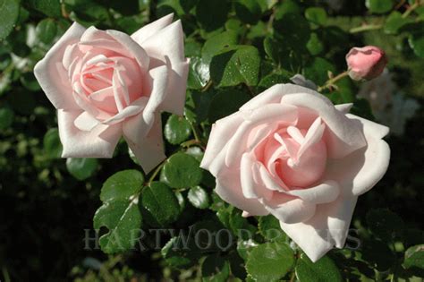 Hartwood Roses Flowers On Friday My Favorite Things Heirloom
