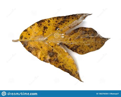 Tulip Tree Dry Leaf Isolated On White Background Stock Photo Image Of