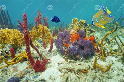 Colors Of Underwater Marine Life On The Seabed Stock Photo Image Of