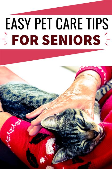 Easy Pet Care Tips For Seniors Easy Pets Pet Care Tips Pet Care