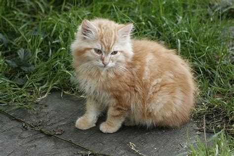Pin On Fluffy Orange Kittens