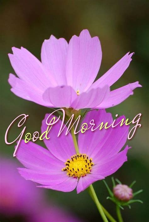 Pin by Lara on Morning wishes | Good morning flowers, Good morning images, Morning greeting