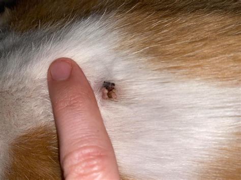 cat skin tag removal nyla frias
