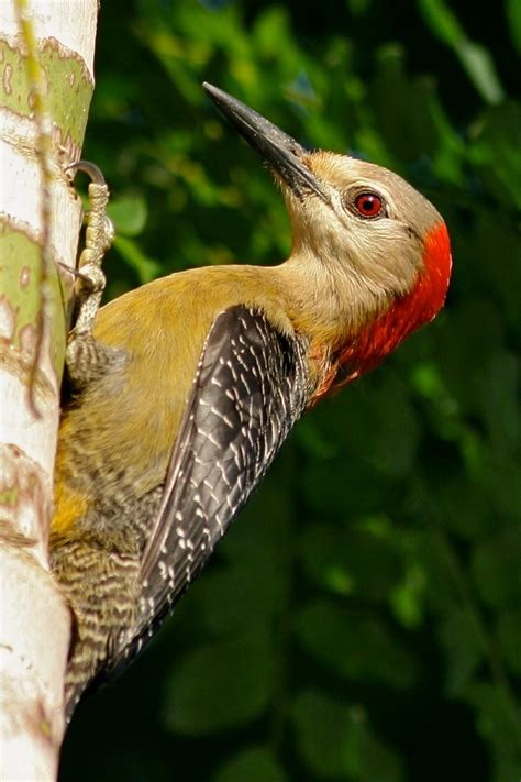 Jamaican Woodpecker