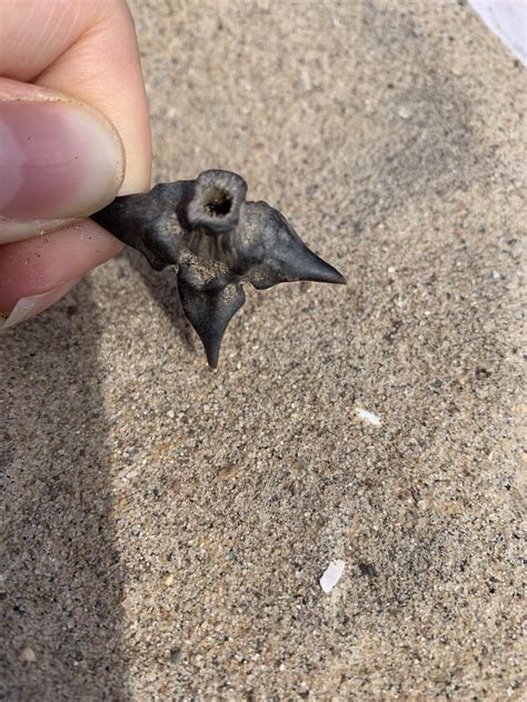 Triple Shark Tooth Found This On The Beach At Coney Island And We Are