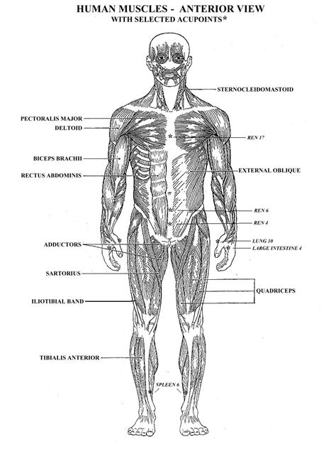 Human Body Muscles Labeled Front And Back Muscle Anatomy Diagram