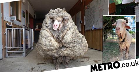 Sheep That Hadnt Been Sheared For Years Saved After Losing Fleece Uk News Metro News