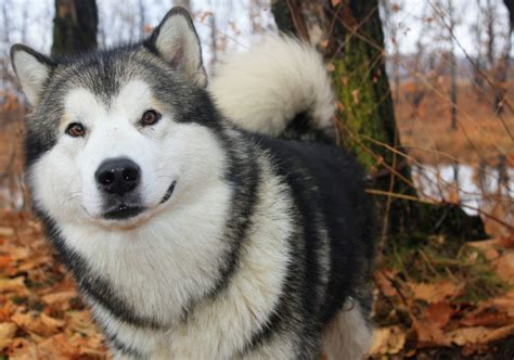 Images For Giant Alaskan Malamute Full Grown Malamute Dog Alaskan