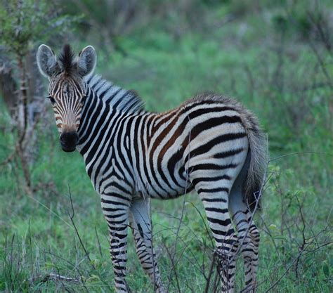 Free Photo Zebra Baby Zebra Africa Safari Free Image On Pixabay