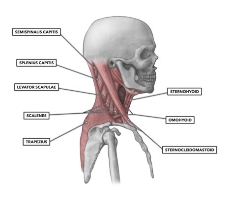 Pain from a knot under the bottom edge of the rib cage on the left side of my body. CrossFit | Cervical Muscles, Part 1
