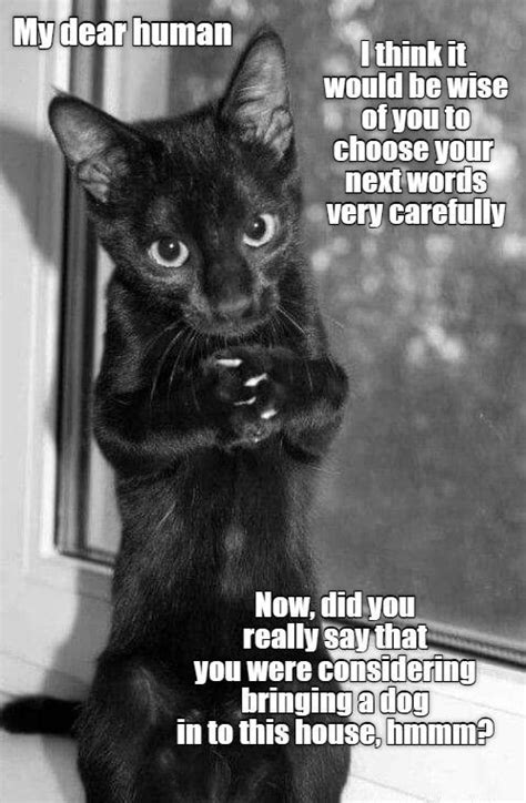 Cat Jokes Animal Jokes Funny Animal Memes Cute Funny Animals Cute