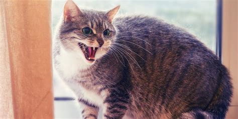 10 Causes Of Aggression In Cats And How To Help