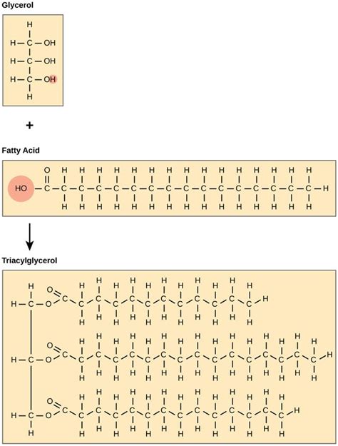 Triglycerides Teaching Biology Glycerol Molecules