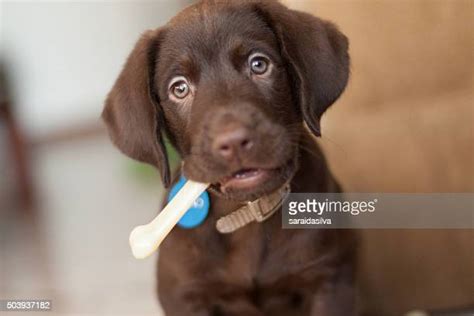 1116 Choc Lab Stock Photos High Res Pictures And Images Getty Images