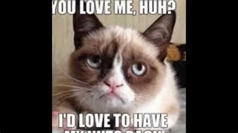 Cute Cat Memes Cute Love Memes Funny Cats Funny Memes