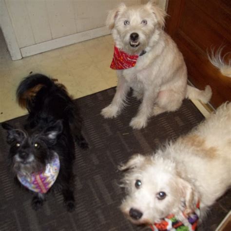 Furever Friends | Newburgh IN