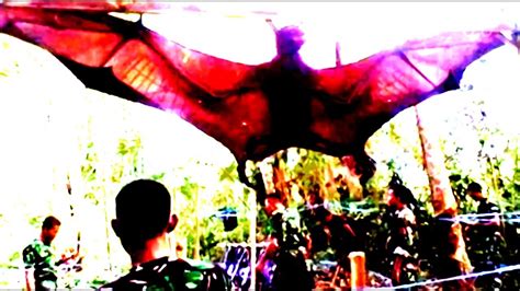 Largest Bat In The World Philippines Island Bat Youtube