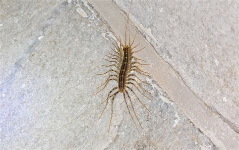 Centipede Identification Guide Aruza Pest Control In Charlotte Nc