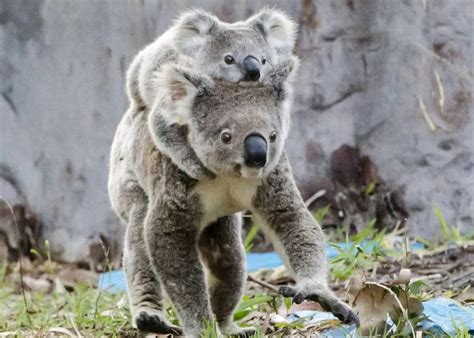 Resident Koala Introduces New Baby Flynns Beach Caravan Park