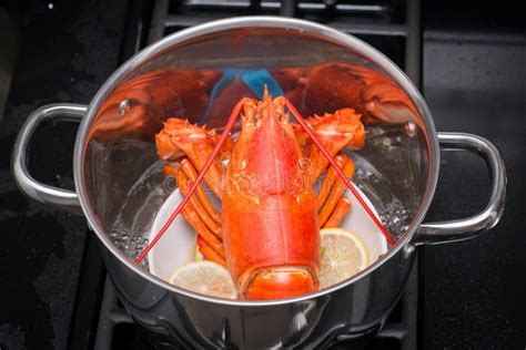 Lobster Cooking Pot Stock Photos Download 305 Royalty Free Photos
