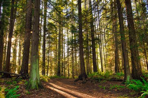 Carbon Capture And Storage In Canadian Forestry Canada Action