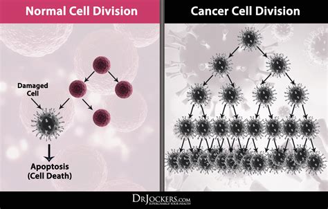 The Difference Between Normal And Cancer Cells