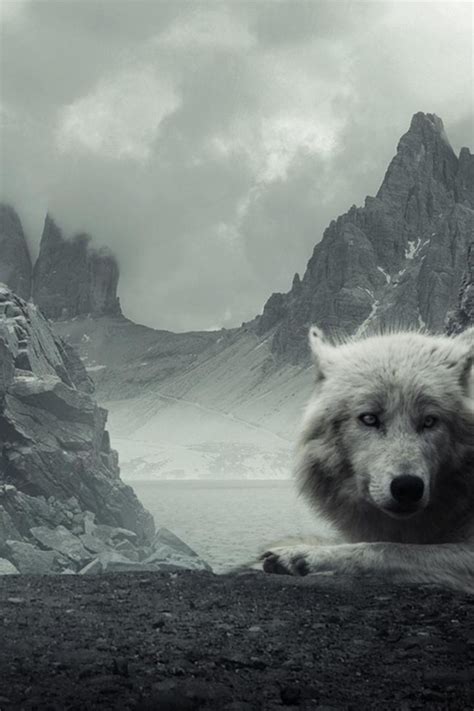 Check spelling or type a new query. 45+ Wolf Wallpaper for iPhone on WallpaperSafari