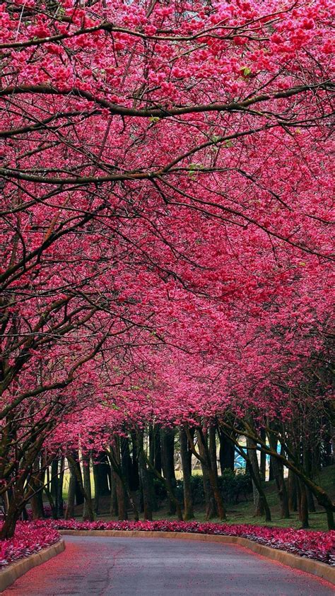 Pink-Flowers-Autumn-Trees-Park-iPhone-Wallpaper - iPhone Wallpapers