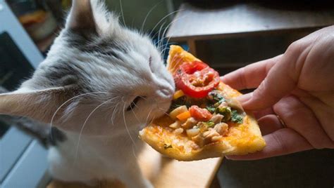 Can cats eat raw salmon? Can Cats Eat Pizza? Is Pizza Safe For Cats | Eat pizza ...