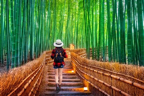 Świat Zza Parawanu Arashiyama Bambusowy Las