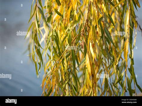 Hanging Branches Of A Weeping Golden Willow In Autumn Colors A Lake In