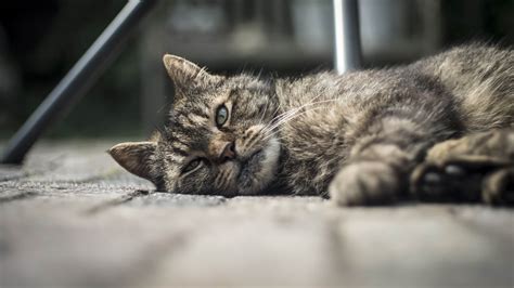 Signs Your Cat Is Dying And It Is Time To Say Goodbye