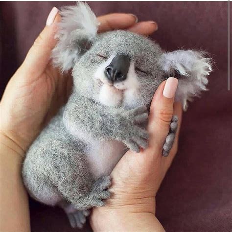 Sweet Baby Koala Having Dreams😍😍🌙🌞 What Would You Name Him