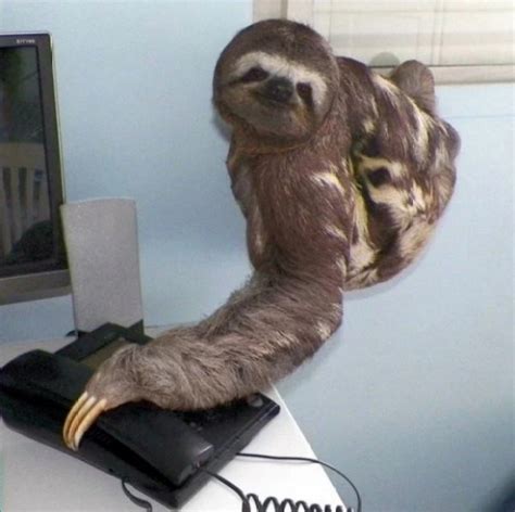 Ten Animals On The Phone Running Up Your Phone Bill