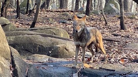 Judge Orders Plan To Release Red Wolves Into Wild