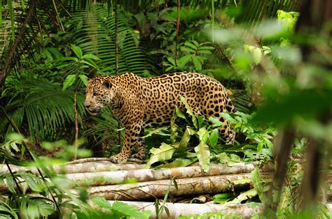 Jaguars Battling In The Darkness Sense Of Place In The Peruvian Amazon