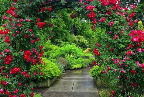 Nice Park Red Bushes Beautiful Greenery Garden Pretty Roses Green